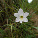 DSCN5319 - lírio-dos-ventos Habranthus (ex-Zephyranthes) robustus, Amaryllidaceae