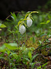 Cypripedium acaule (Pink Lady's-slipper orchid) white form