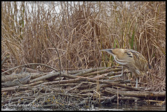 Butor étoilé DSC0922