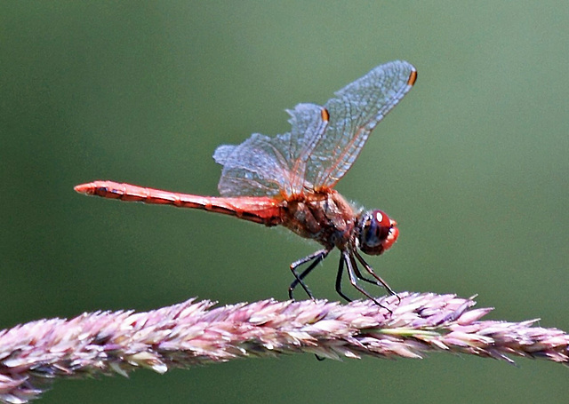 Blutrote Heidelibelle