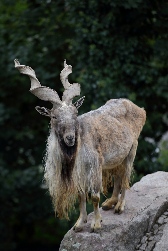 Markhor (Wilhelma)