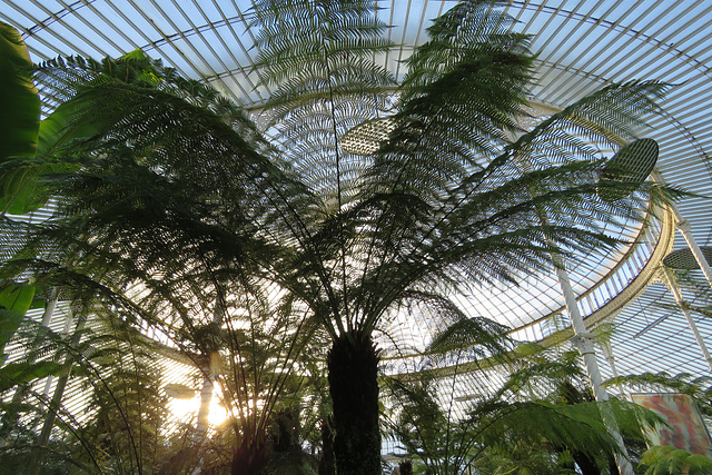 botanic gardens, glasgow