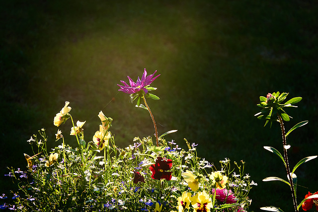 That late late sun.That long long light. Those bright bright shining colours