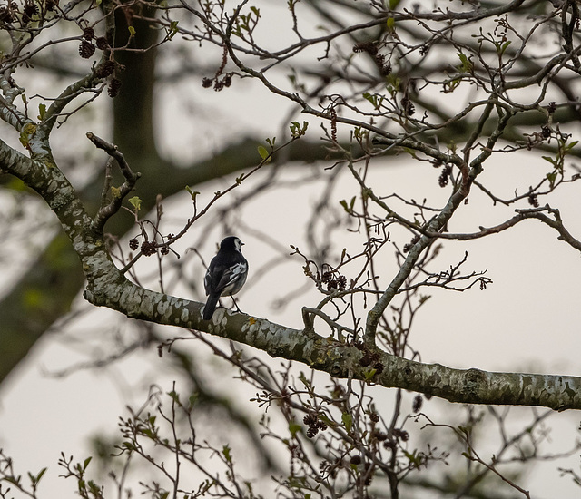 Pied wagtail