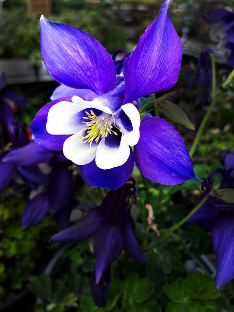 Aquilegia flabellata