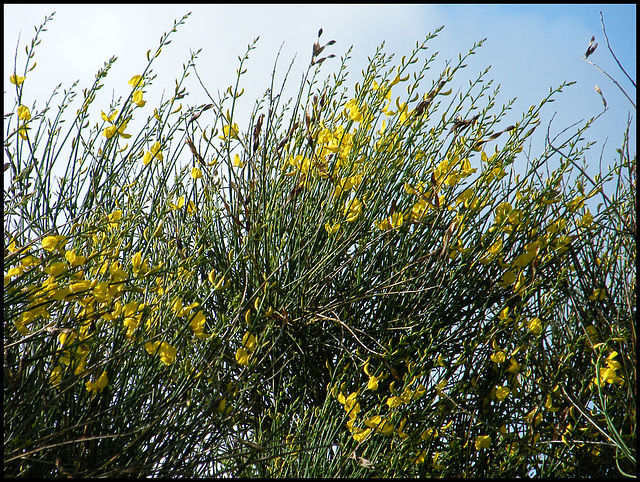 wild broom