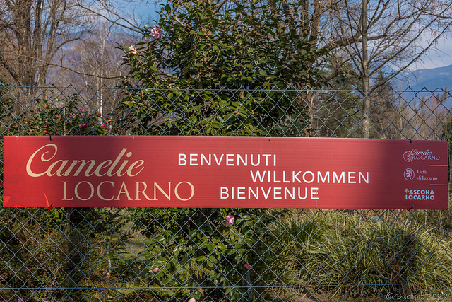 Kamelienpark Locarno (© Buelipix)