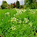 Wiesen-Kerbel (Anthriscus sylvestris)