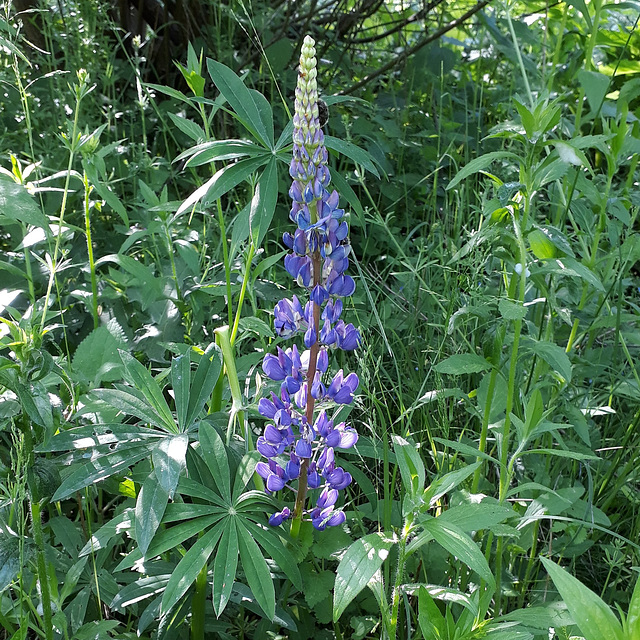 Lupine (Lupinus)
