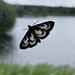 Magpie Moth