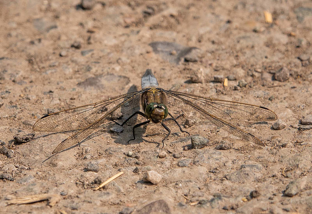 Broad bodied chaser