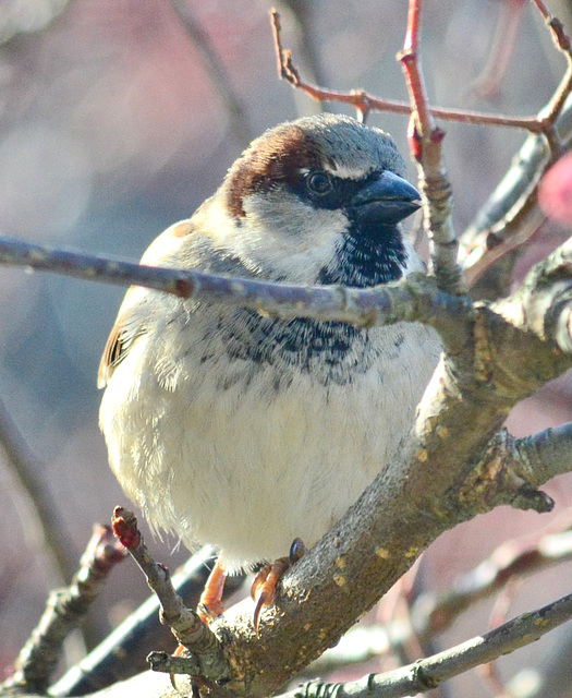 Sparrow