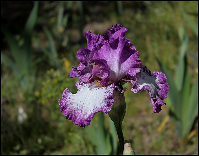 Iris Mariposa Autumn