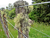 Lichen on Fence Post.