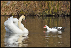 Canard de Barbarie DSC0389