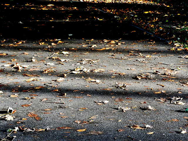 Lit Up Leaves