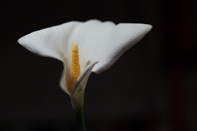 Calla