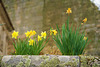 Spring in Marialva