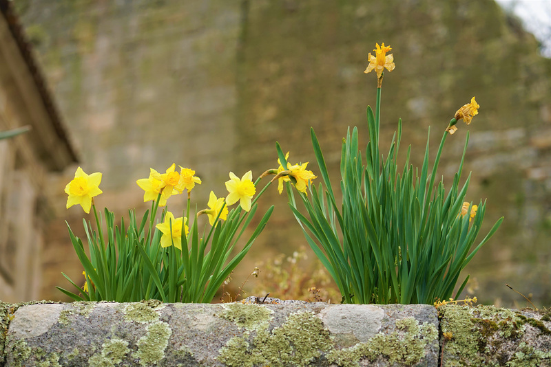 Spring in Marialva