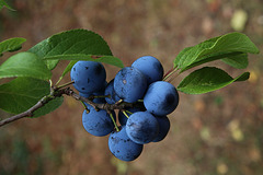 2019 , une bonne année pour les prunes et le raisin