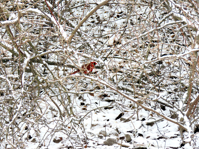 Where Cardinals spend their days when not feeding.