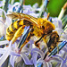 20230719 2473CPw [D~LIP] Kugeldistel, Gelbbindige Furchenbiene (Halictus scabiosae), Bad Salzuflen