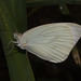 IMG 2969 Butterfly-1