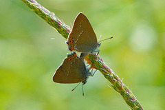 Jetzt wird Hochzeit gefeiert ... Now wedding is being celebrated ...