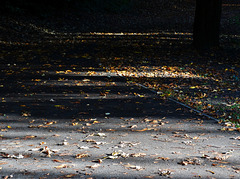 Lit Up Leaves