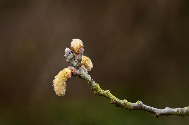 A Burst of Life  / March 2016