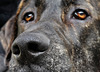 X nariz e olhos L1020576