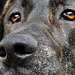 X nariz e olhos L1020576