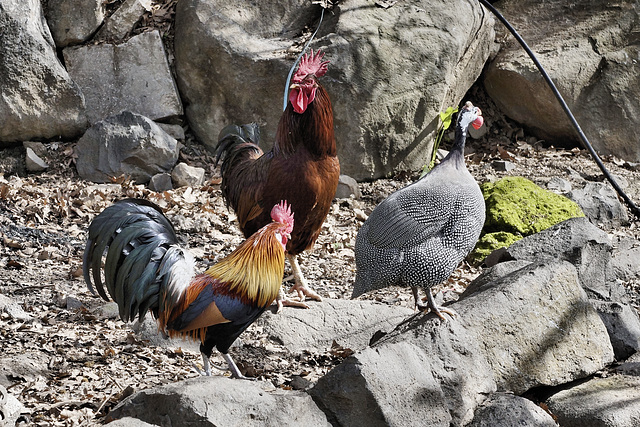 Poultry on the Rocks – Dag al ha-Dan Restaurant, Moshav Beit Hillel, Upper Galilee, Israel