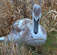 Young Swan scrambling out of the lake