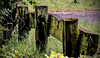 A Fence for Friday