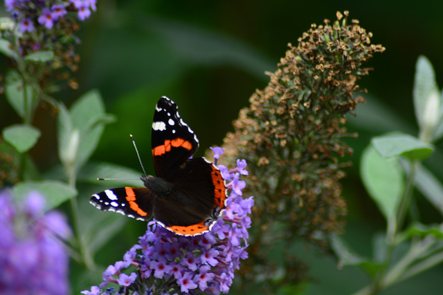 Red Admiral