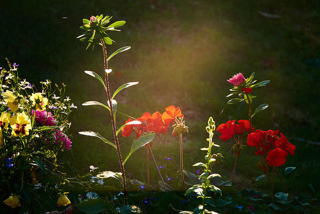 That late late sun.That long long light. Those bright bright shining colours