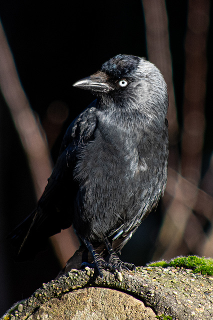 Jackdaw Portrait