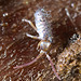 IMG 7033Springtail