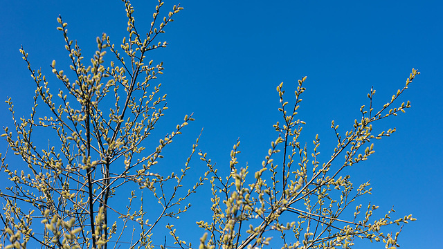 210324 Othmarsingen bourgeons