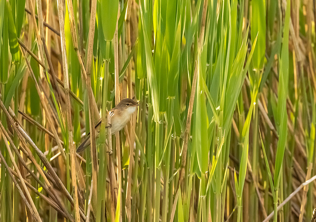 Reed warbler