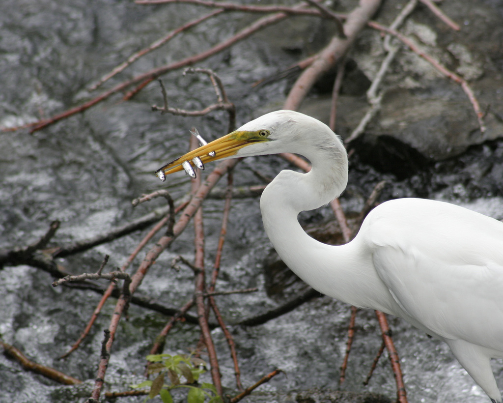 15/50 grande aigrette-great egret