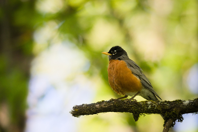 American Robin