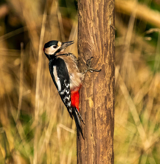 Great spotted woodpecker