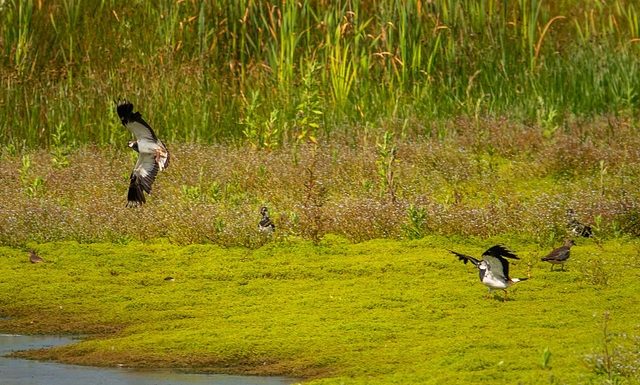 Lapwings