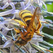 20230719 2474CPw [D~LIP] Kugeldistel, Gelbbindige Furchenbiene (Halictus scabiosae), Bad Salzuflen