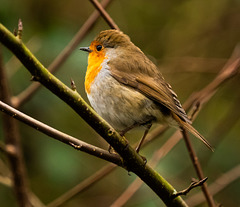 Robin