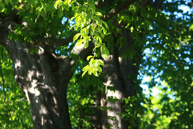 Arboreal