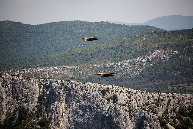 20150529 8310VRAw [R~F] Gänsegeier, Gorges du Verdon, Cote d'Azur