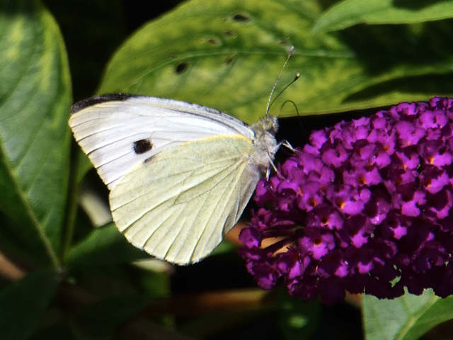 Small White f (Pieris rapae) DSB 1391